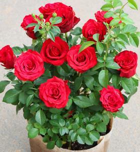 七彩铁根——生命力顽强的植物之王（探究七彩铁根的神奇特性和发达根系）