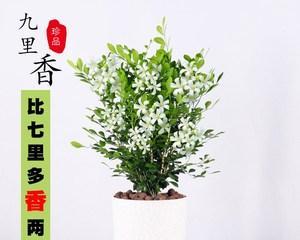 七里香的养殖方法和注意事项（打造七里香美丽园林，关注养殖小技巧）