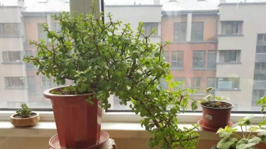七里香有毒吗？室内养护注意事项（了解七里香毒性，安全养护你的宝贝植物）