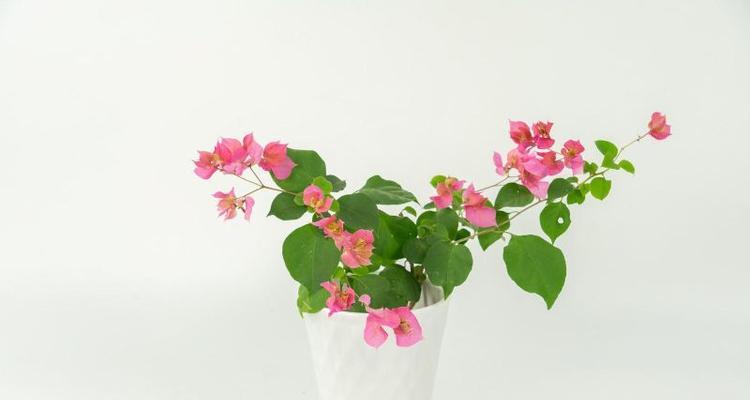 三角梅夏季浇水全攻略（科学浇水让三角梅生长更健康）
