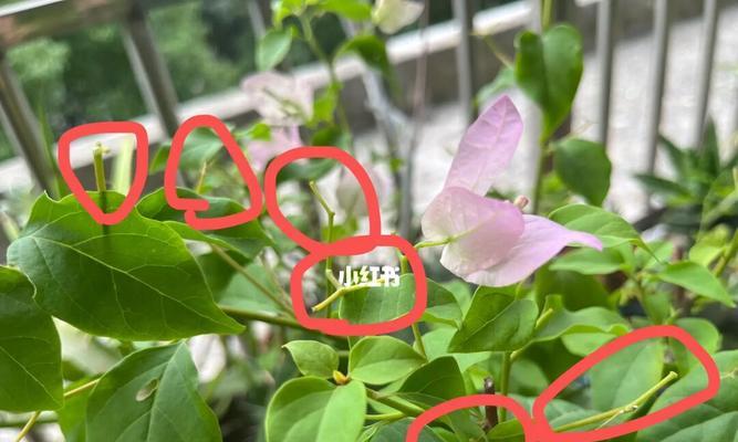 三角梅剪枝技巧（打造健康的三角梅）