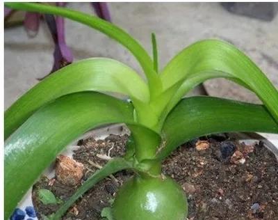 三七盆栽的种植方法和注意事项（打造家庭医药箱，从三七盆栽开始）