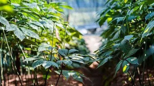 三七的生长环境与分布（探寻三七在自然界中的习性与生长特点）