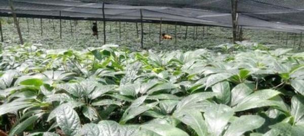 论三七是草还是树——探讨五加科草本植物的分类（从外形、生长环境和分类学角度分析）
