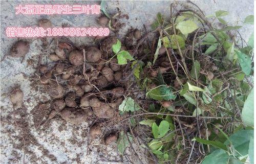 三叶青的最佳挖掘时间（掌握最佳时机，让三叶青更加珍贵）
