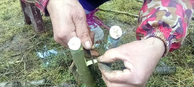 从嫁接原理到技术操作，掌握桑树嫁接技术的窍门（从嫁接原理到技术操作，掌握桑树嫁接技术的窍门）