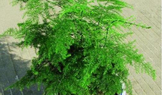桑树喜阳还是喜阴？（探究桑树生长环境的适应性及影响因素）