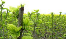 如何科学种植桑树？（桑树种植时间、生长周期与养护技巧）