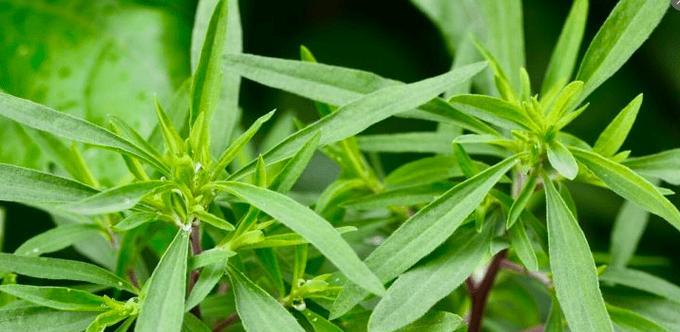 扫帚菜，一道独具魅力的蔬菜（探寻扫帚菜的种植、营养和食用方式）