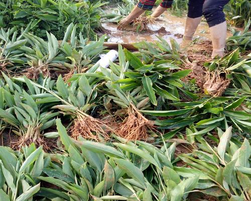 砂仁种植条件与效益探究（探寻砂仁生长的最佳环境与种植技巧，实现砂仁的高效产出）