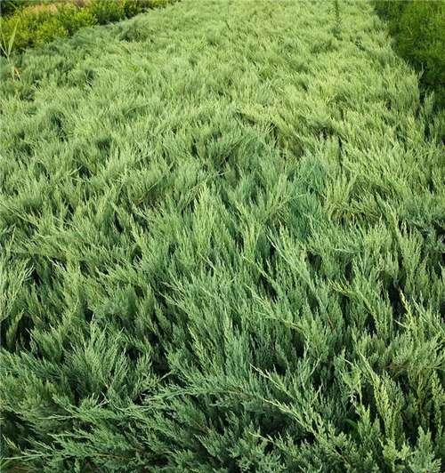 沙地柏的分类学特征（裸子植物中的沙漠绿洲——沙地柏）