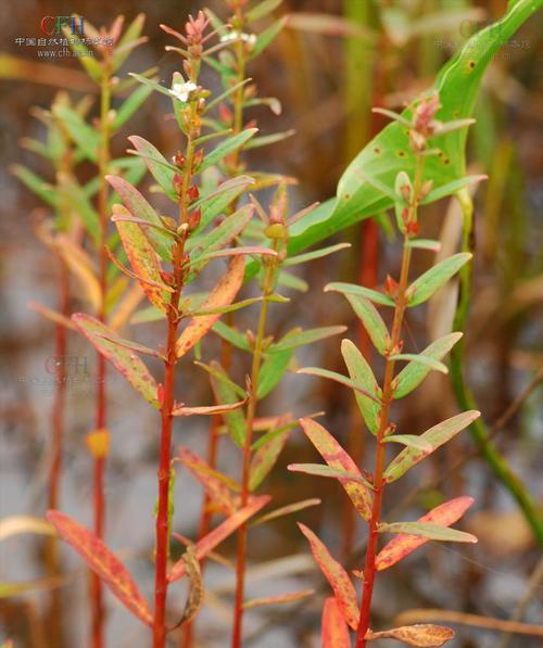 探究桃是被子植物的证据（从形态结构、生殖方式、遗传特征等角度分析）