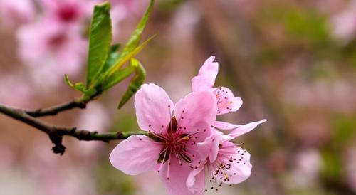 颂歌·桃花春深（描述桃树的样子和特点）