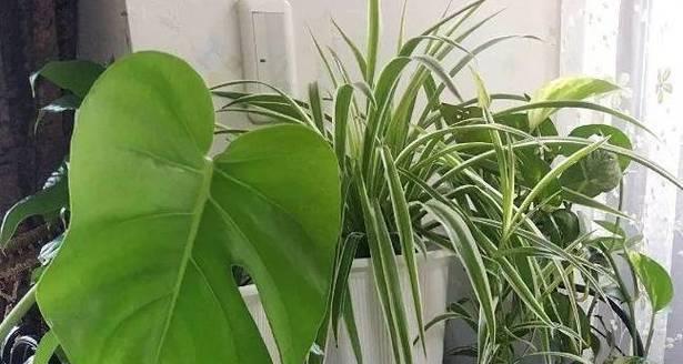 淘米水（免费又环保的肥料，让你的吊兰更加茁壮）