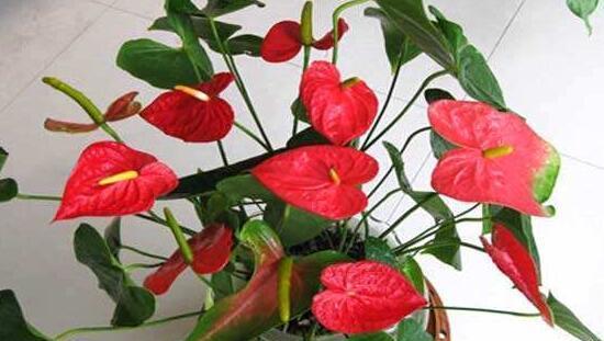 淘米水可以浇红掌花吗？（探究淘米水对红掌花的影响）