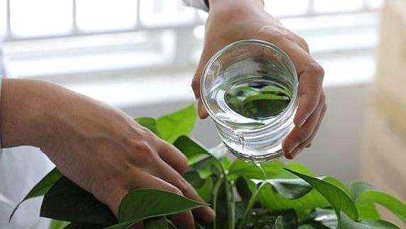 淘米水可否用来浇花？（探究淘米水的神奇作用，适合浇什么花？）