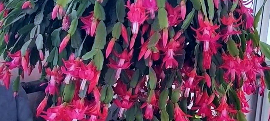 淘米水浇火龙果？这样种植真的可行吗？（揭秘淘米水对火龙果的影响及种植技巧）