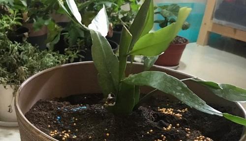 淘米水可以浇兰花草吗？解析淘米水浇兰花草的好处与坏处