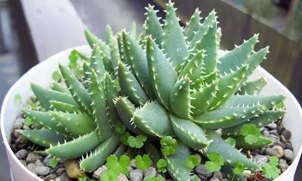淘米水的正确浇水方法（适合芦荟生长的秘诀）