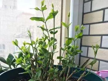 淘米水可以作为米兰花的施肥吗？（探究淘米水对米兰花的影响以及正确使用方法）