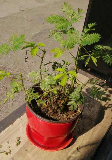 淘米水可否用来浇石斛兰？（石斛兰的喜好条件及淘米水的特性。）