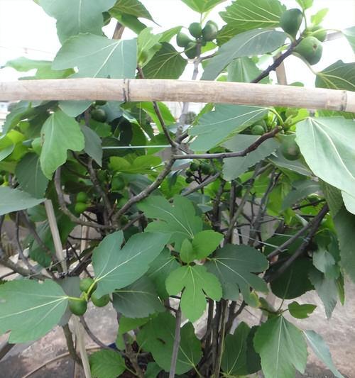 淘米水能否成为无花果的滋润良方？（探究淘米水对无花果的营养价值与生长效果）