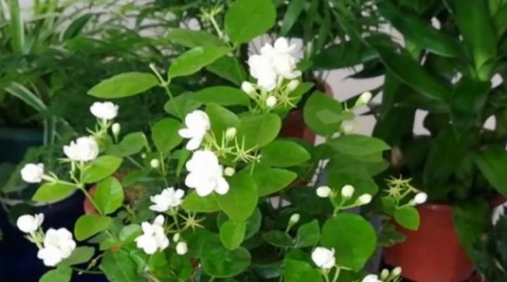 淘米水不仅是废水，还可用来浇栀子花（探秘淘米水的妙用，让栀子花更健康）