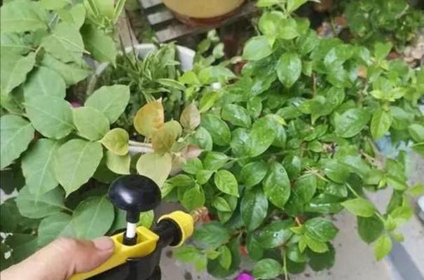 淘米水的神奇用途——正确的浇花方法（让花儿更美丽的秘诀）
