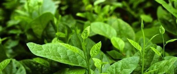 藤菜的功效与食用方法（发掘藤菜的营养价值，让健康成为生活的常态）