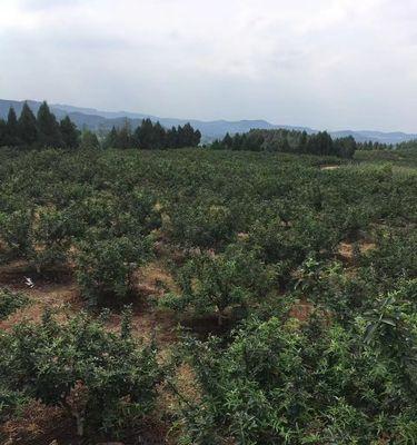 藤椒树的栽种时间（了解栽种时间，让藤椒树生长更健康）
