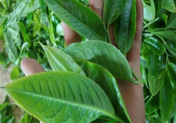 藤条茶和古树茶的区别（从产地、品质、口感等方面来分析藤条茶和古树茶的不同）