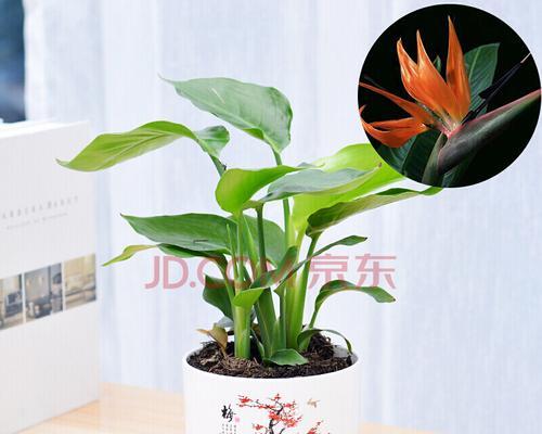 天堂鸟的花盆选择（如何选择最适合天堂鸟的花盆？）