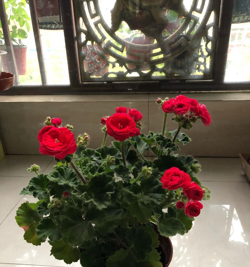 天竺葵开花期详解（了解天竺葵的开花时间和要点）