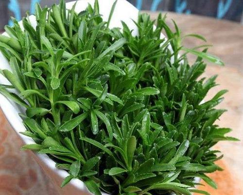 室内养殖田七的指南（适合室内的植物品种及注意事项）