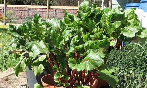 甜菜块茎繁殖与种植方法（从种子到收成，一步步教你种甜菜）