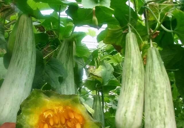 南方甜瓜种植指南（南方如何种植美味的甜瓜？种植技巧和方法全攻略！）