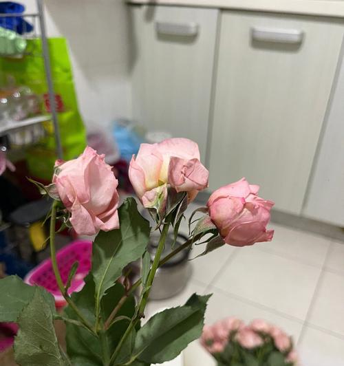 跳舞兰醒花方法详解（学会这些技巧，让跳舞兰时刻保持鲜艳）