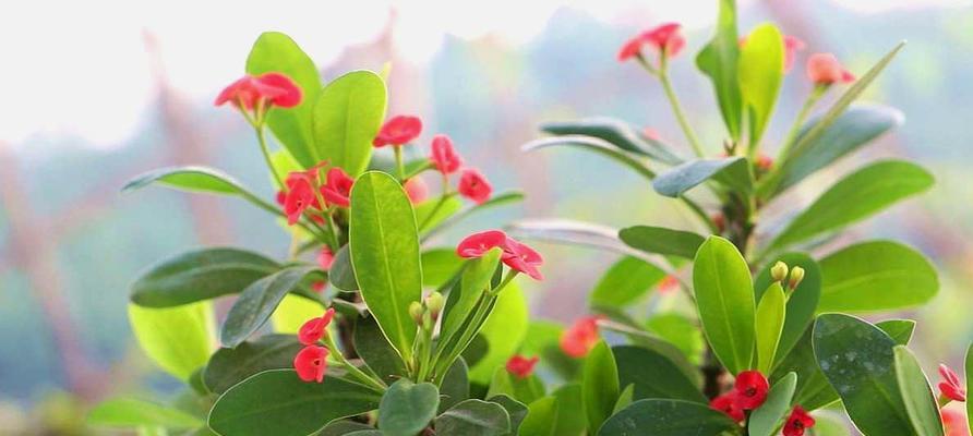 铁海棠的开花特点（探究铁海棠开花的次数及原因）