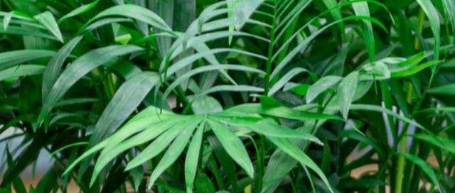 铁兰花在冬季怎样防寒保暖？（冬天到了，该如何照顾铁兰花？）