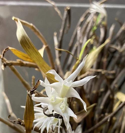 铁皮石斛开花情况及花朵特点（探究铁皮石斛开花规律，描绘铁皮石斛花朵的美丽）