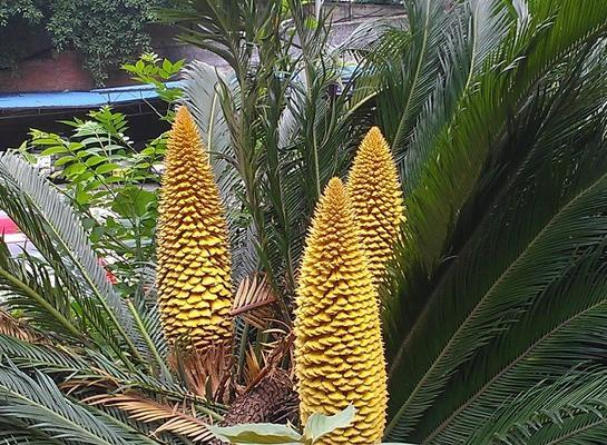 铁树开花究竟需要多少年？（解密铁树开花的奥秘及不同品种的花期差异）