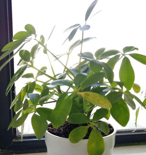 如何让鸭脚木安全度过寒冬（鸭脚木保养攻略，守护花园绿色）