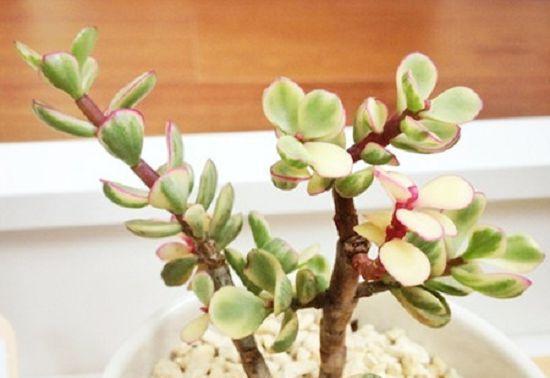 雅乐之舞种植指南（栽种时间、方法及注意事项）