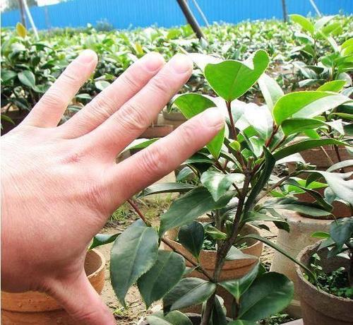 盐水可否浇茶花？（盐水对茶花的影响及解析）