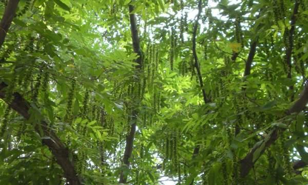 杨树——浅析深根植物（探究杨树的根系结构及其生态特点）
