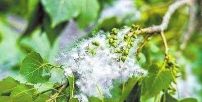 杨树种子的营养与食用方法（探究杨树种子的健康价值，分享杨树种子的烹饪技巧）