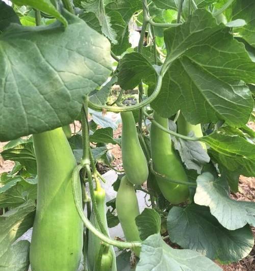 羊角蜜肥料选择指南（了解羊角蜜的养分需求及适宜肥料）