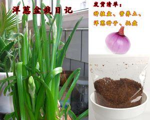 洋葱水培与土培的比较（优势、劣势及如何进行水培）