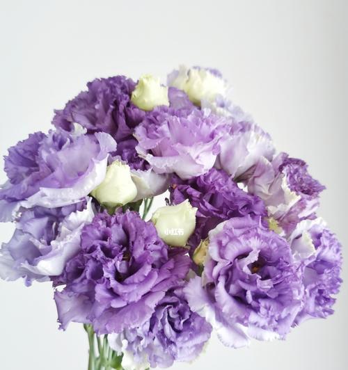 洋桔梗的花语及其意义（探究洋桔梗花语的起源和文化背景）
