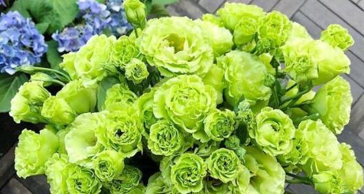 洋桔梗是多年生植物（——生命周期）